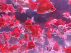 -中环花鸟鱼虫市场