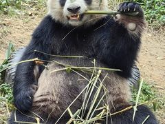 -广州长隆野生动物世界