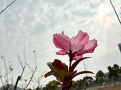 -春花秋色城市公园