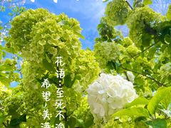 -上海滨江森林公园