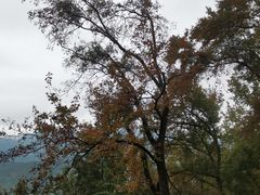 -广州市石门国家森林公园