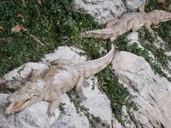 -清迈夜间动物园