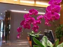 -桃花源中餐厅(金茂豪华精选酒店)