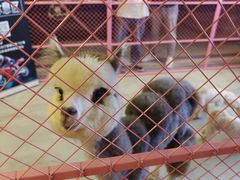 -华声天桥民俗文化园