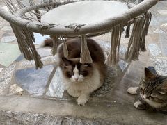 -喵屿·大理花园猫咖