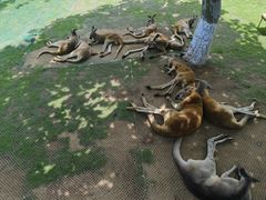 -西霞口神雕山野生动物世界