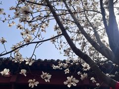 -长春观