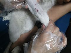 -瑞派雷欧宠物医院·24h夜诊·心脏骨科牙科·全科重症转诊中心(无影山店)