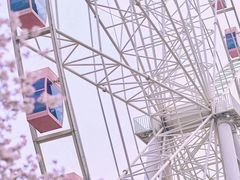 -顾村公园