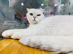 -李小姐の猫咖啡馆(五角场店)