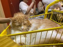 -猫色咖啡·猫咖
