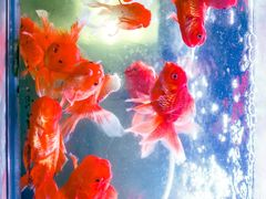 -苏州艺都古玩花鸟市场