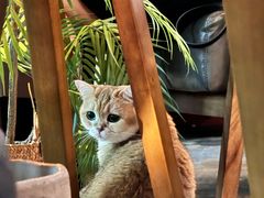 -咖法森林·咖啡  酒吧(天河店)