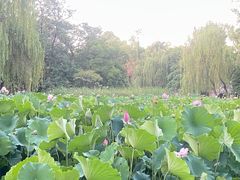 -莲湖公园