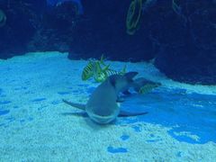 -成都浩海立方海洋公园