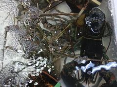 -板桥海鲜广场(文明东店)