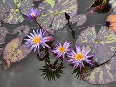 -国家植物园南园