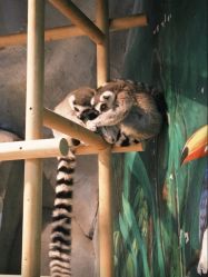 -Zoolung Zoolung动物主题公园(海信广场店)