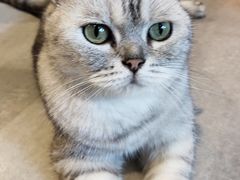 -猫儿山۰猫主题餐厅