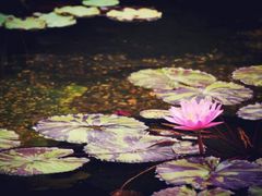 android_upload_pic-二龙喉公园