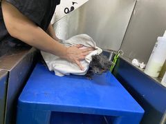 -瑞派动物医院·猫专科·至诚(江南中分院)