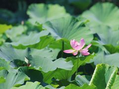 -莲池书院博物馆