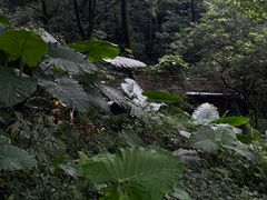 -广州市帽峰山景区
