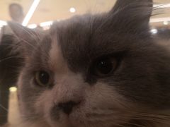 -CAT’S MEWSTAR CAFE·喵星球猫屋(晴湾咖啡店)