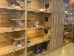 -喵百万·布偶·蓝金金渐层英短·猫舍(百子湾店)