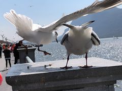 -海埂大坝