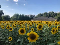 景点-长白岛森林公园