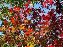 -杭州半山国家森林公园