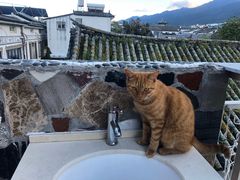 -喵屿·大理花园猫咖