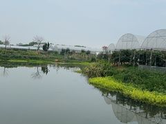 -马陆小张葡萄园农家乐