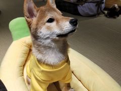 -逗柴咖啡屋·狗咖猫咖宠物桌游