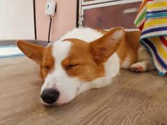 -浣熊柯尔鸭土拨鼠·电玩咖