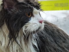 -瑞鹏宠物医院·夜间急症·心超·猫科(祖庙分店)