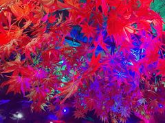 -醉小酒馆·川菜·江湖菜·重庆菜(观音桥旗舰店)