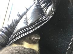 -芭比堂宠物医院·全科爱猫医院·仁德分院