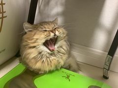 -momokira米努特·德文卷毛猫·棉花面纱犬