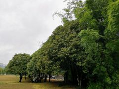 -九曲溪竹筏码头