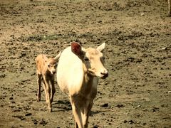 -北京麋鹿生态实验中心