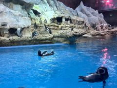 -帝企鹅自助餐厅•儿童岛•真企鹅(长隆企鹅酒店)