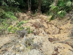 -海南热带雨林国家公园吊罗山景区