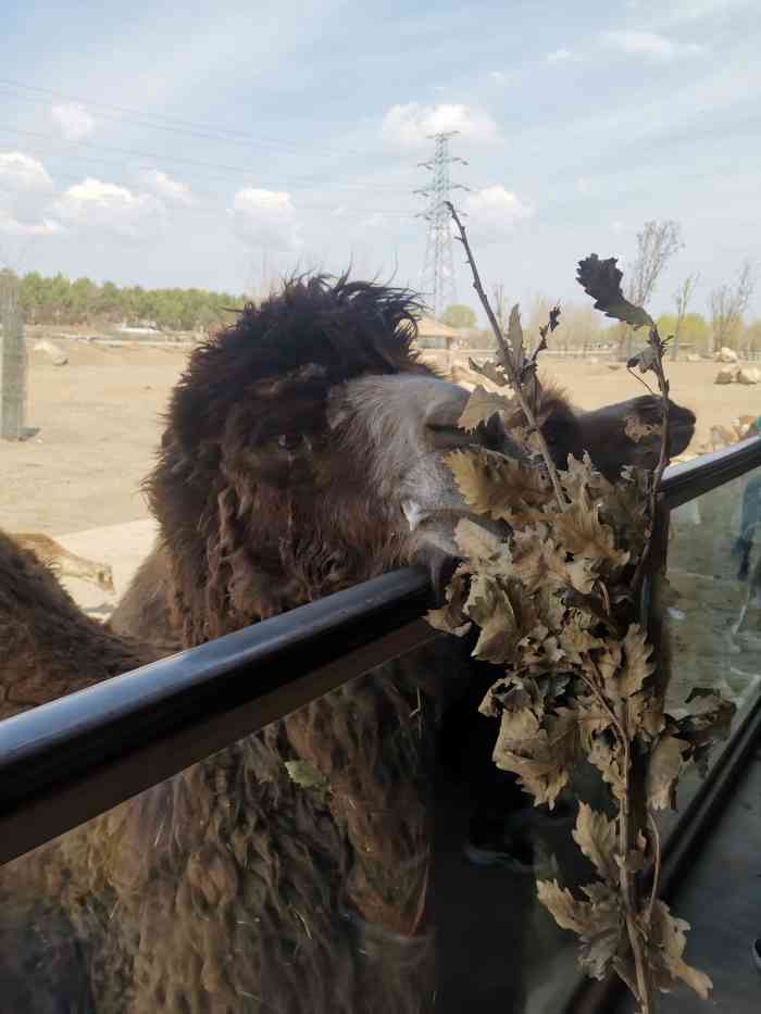 齊齊哈爾龍沙動植物園-