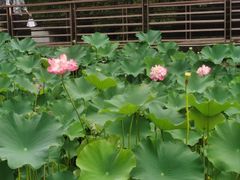 -沐仙湖湿地公园