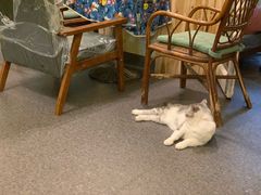 -猫色咖啡·猫咖