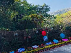 -东南花都花博园