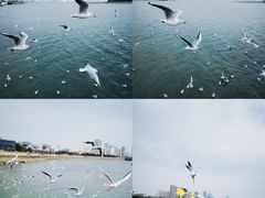-琴岛之星摩天轮