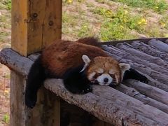 -石家庄市动物园